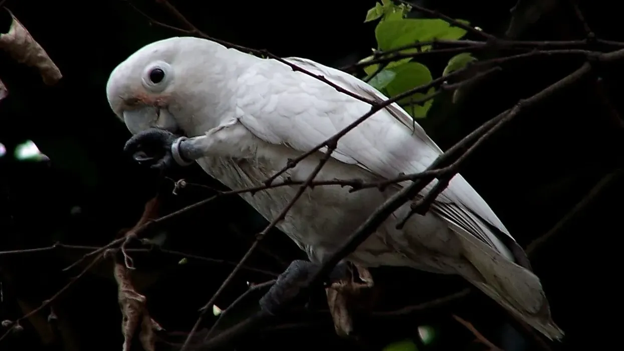 Tanimbar corella facts that will blow your mind.