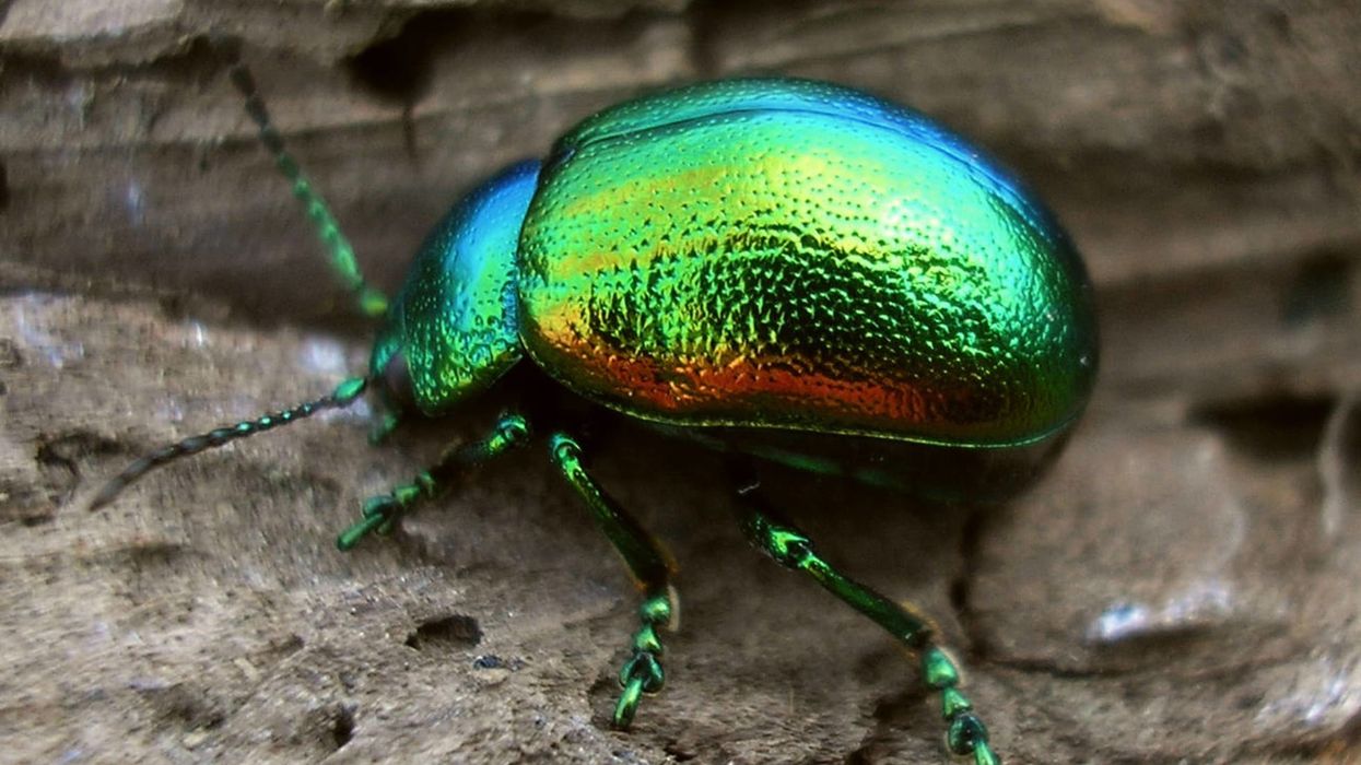 Tansy beetle facts that you will enjoy.