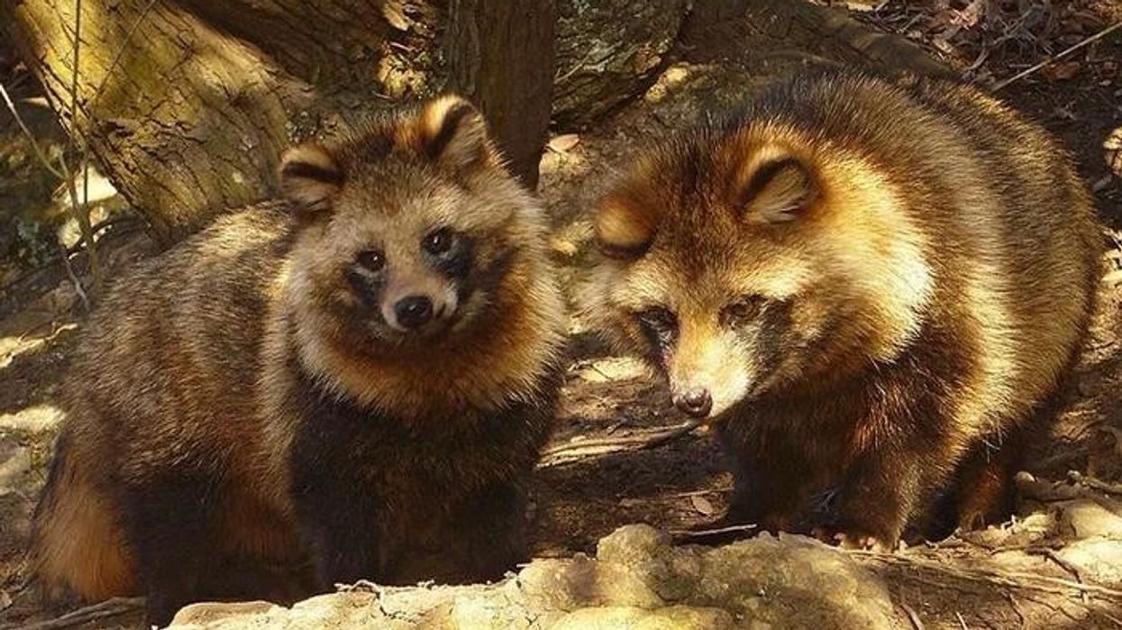 Tanuki facts about the traditional Japanese raccoon dogs.