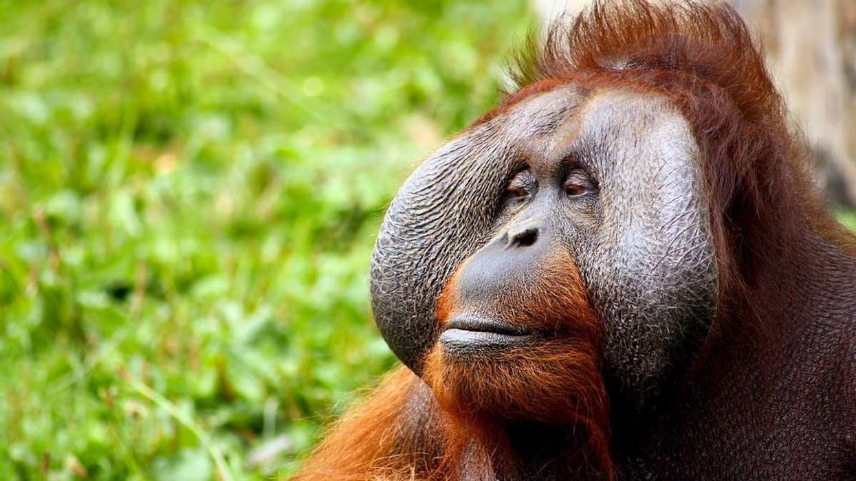 Tapanuli orangutan facts about the species native to the Batang Toru forest in northern Sumatra.