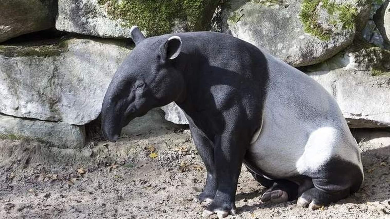 Tapir facts will help you learn more about these long-nosed mammals.