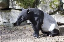 Tapir facts will help you learn more about these long-nosed mammals.