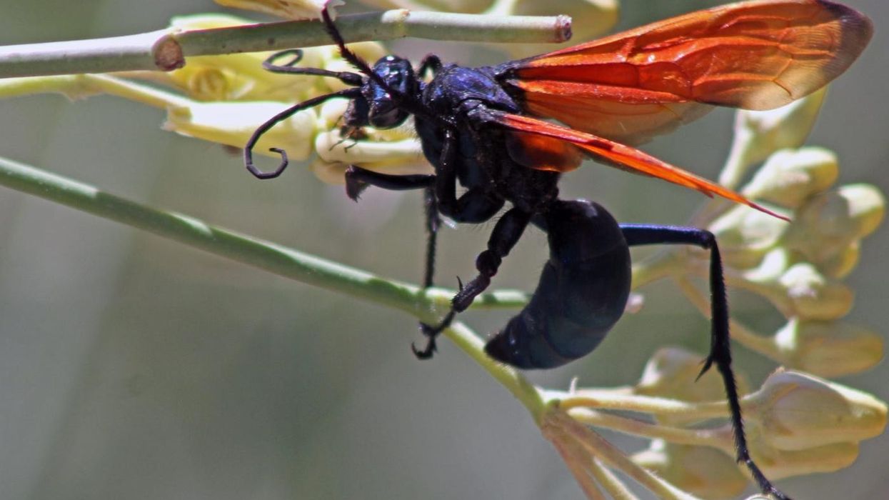 Tarantula hawk facts include the fact that it engages in a ferocious battle with a tarantula in order to kill it.