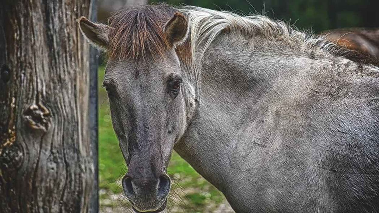 Tarpan facts are all about a unique and extinct European wild horse.