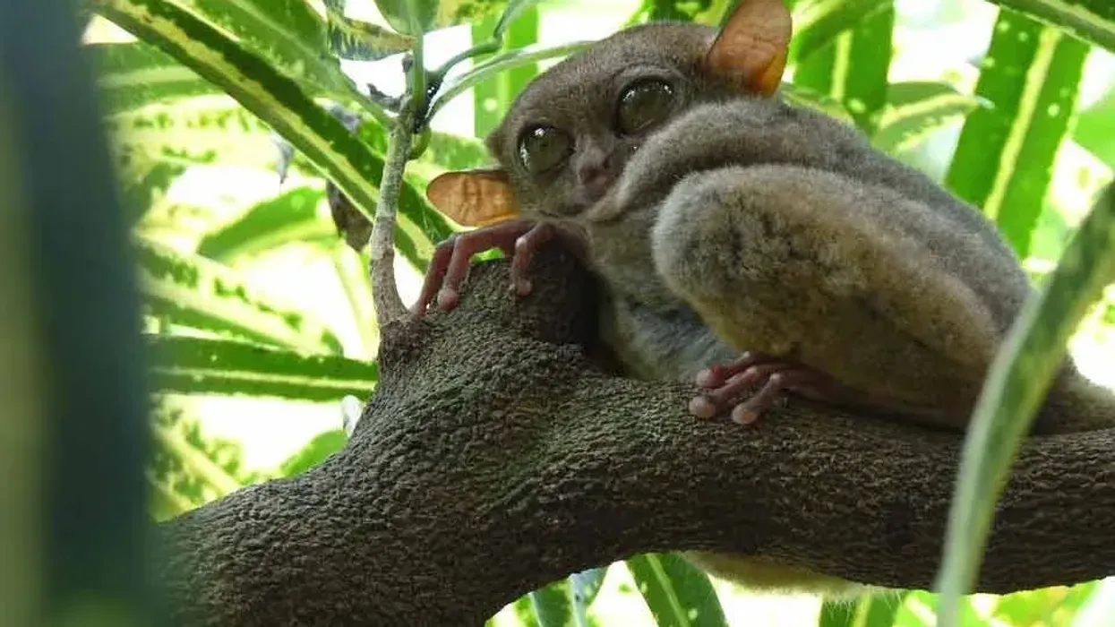 Tarsier facts for kids to enjoy
