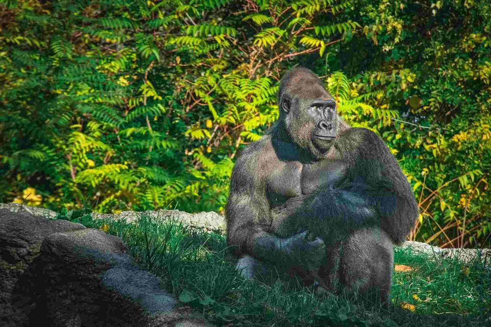Tarzan grows up to be a young man