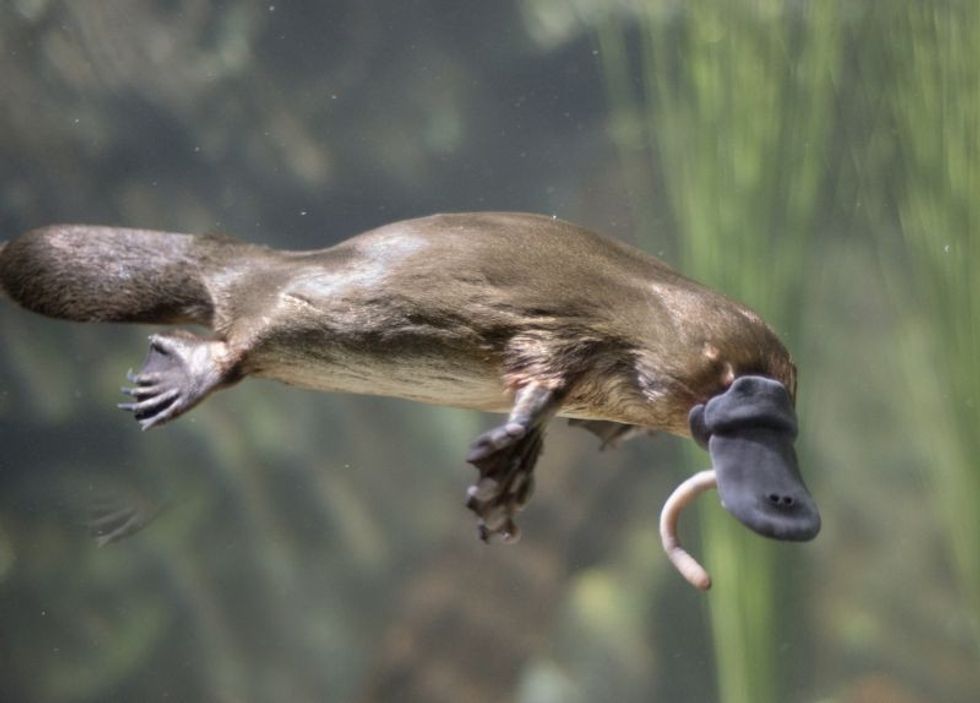 Tasmania platypus eating worm