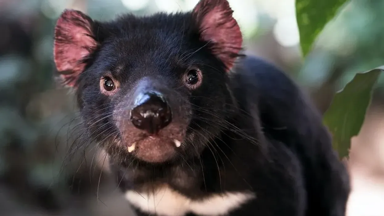 Tasmanian devil facts about their wildlife and habitat are insightful.