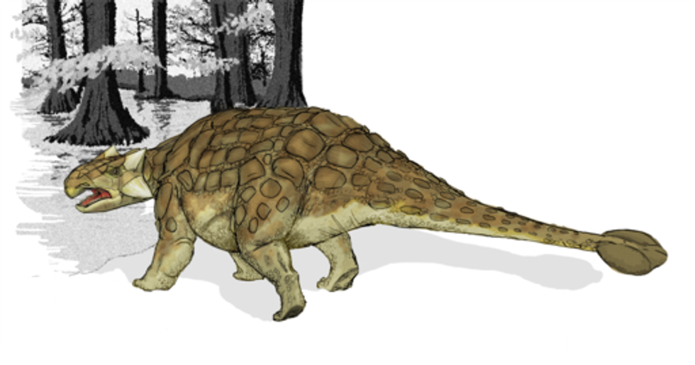 Tatankacephalus facts are interesting.