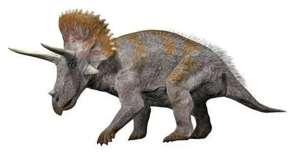 Tatankaceratops facts such as there is a lot of controversy regarding this taxon and many authors believe that the fossil found is actually of a juvenile or growth-deficient Triceratops.