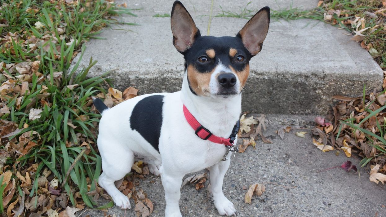 Teddy Roosevelt Terrier is also known as American rat terrier