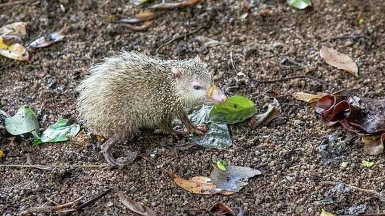Tenrec facts to help you understand the greater tenrec