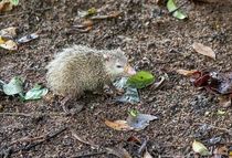 Tenrec facts to help you understand the greater tenrec
