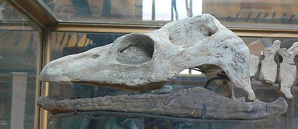 Terminonatator facts talk about marine reptiles of history!