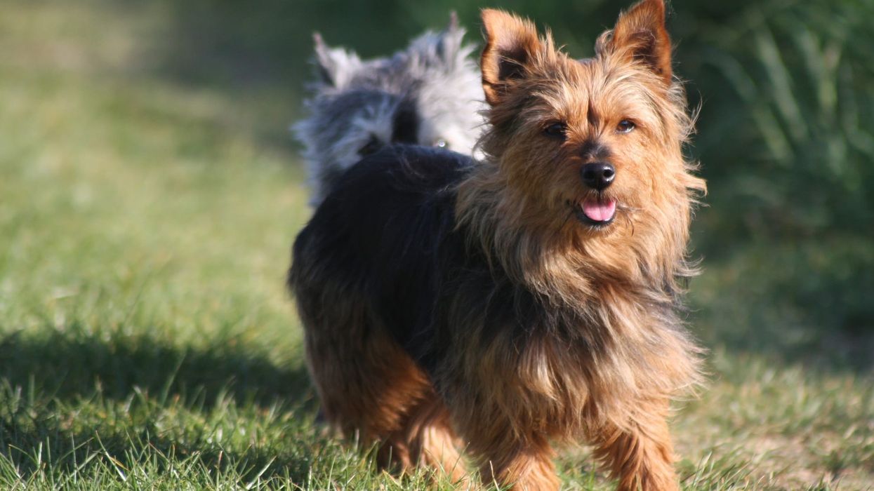Terrier facts are about an energetic group of dog breeds