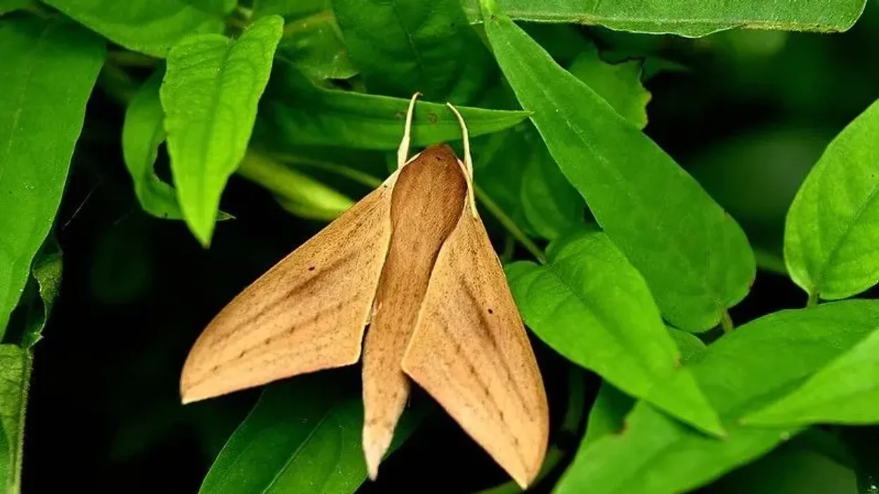 Tersa sphinx moth facts are all about the tersa sphinx moth larva, appearance, breeding, feeding habits, and more.