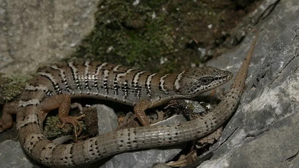 Texas alligator lizard facts are fun to learn because of their features.