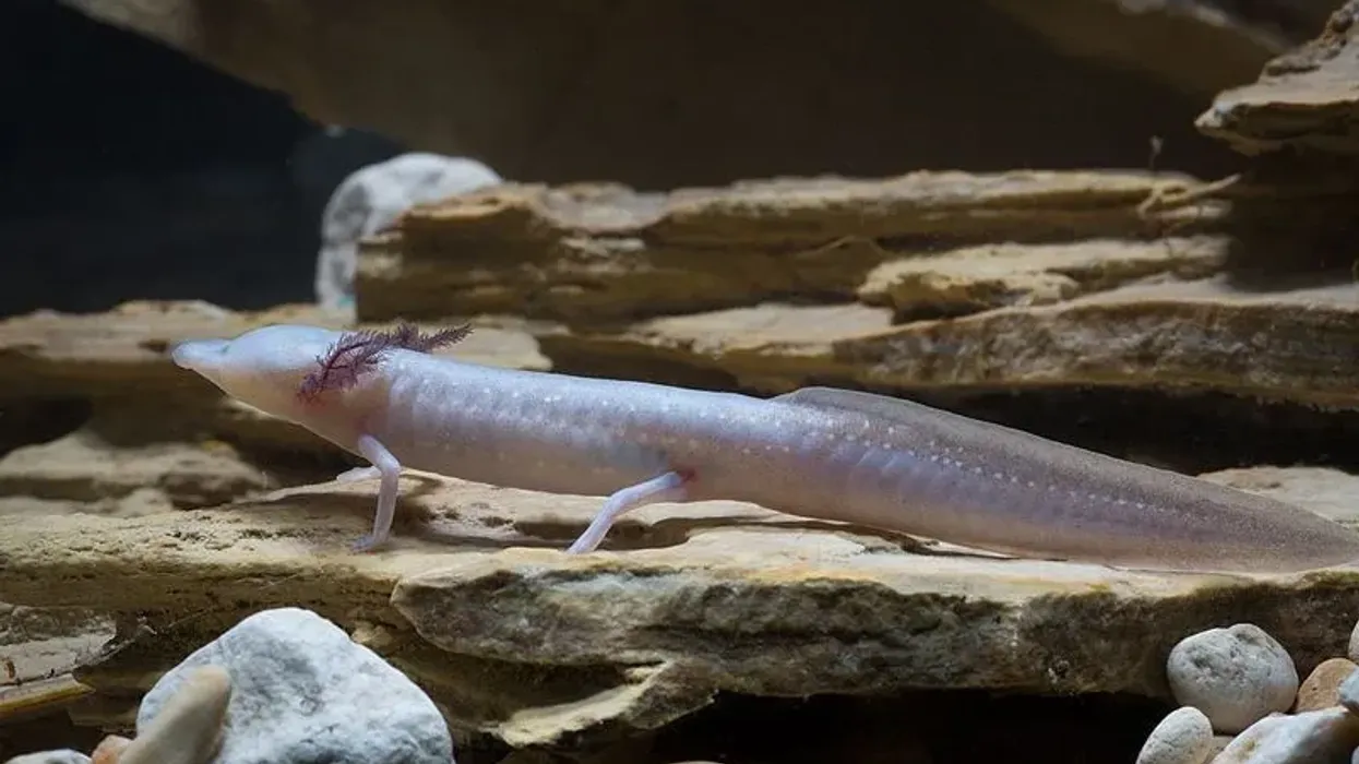 Texas blind salamander facts are great for kids.