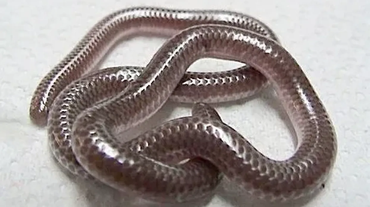 Texas blind snake facts on a small snake species.