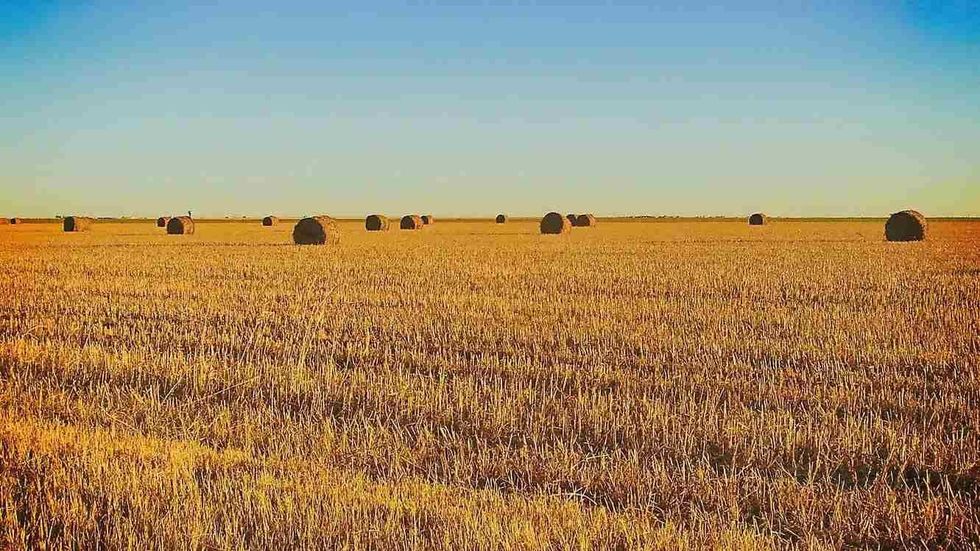 Texas farms grow a wide variety of crops ranging from cotton to peanuts