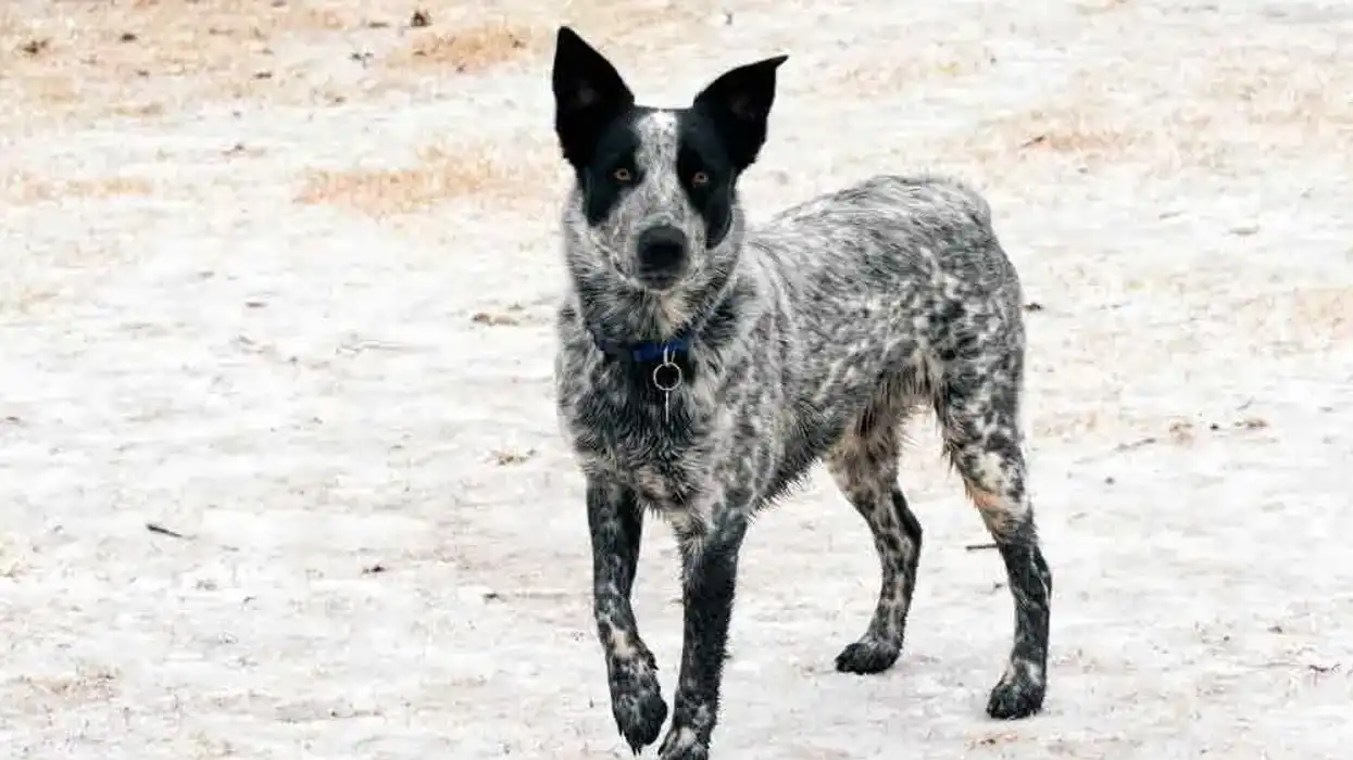 Texas Heeler fats are fun to read