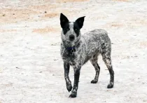 Texas Heeler fats are fun to read