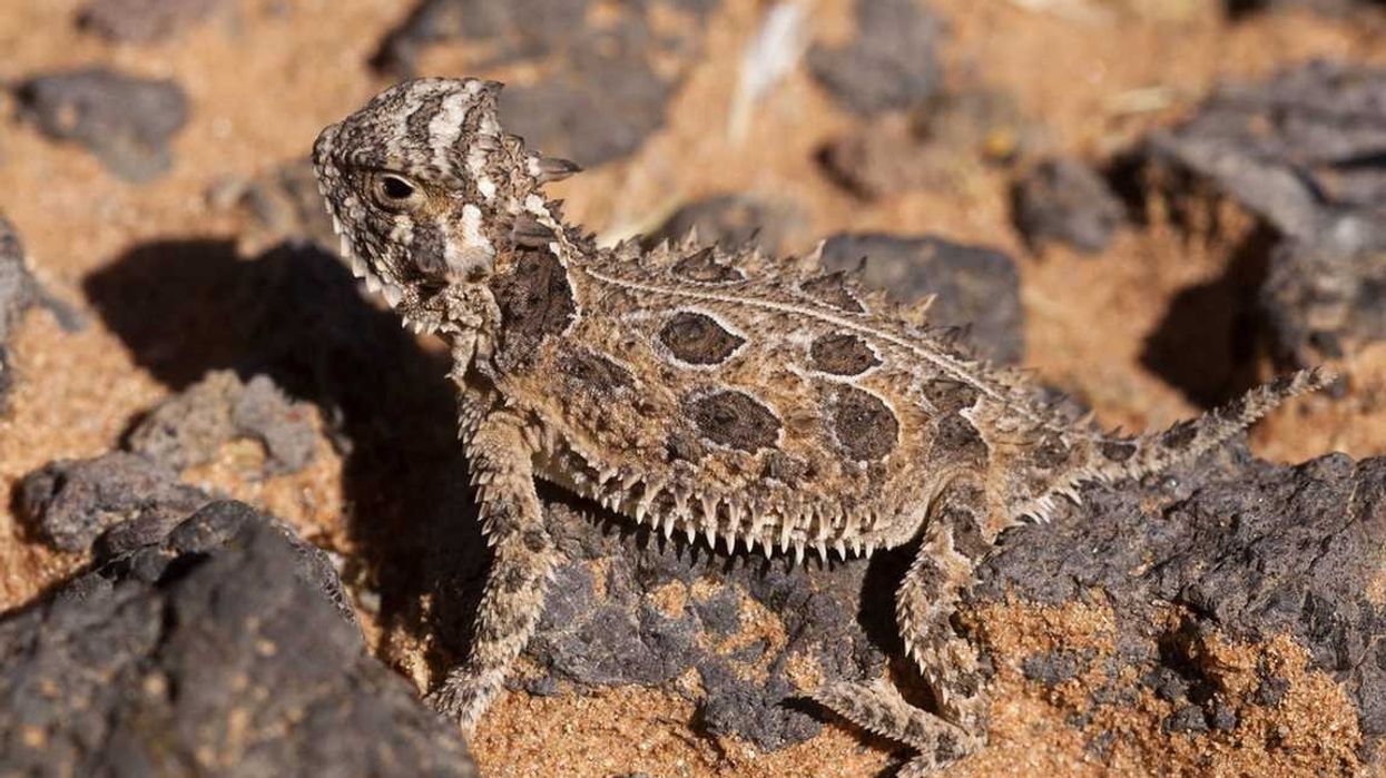 Texas horned lizard facts about a unique reptile found in arid regions.