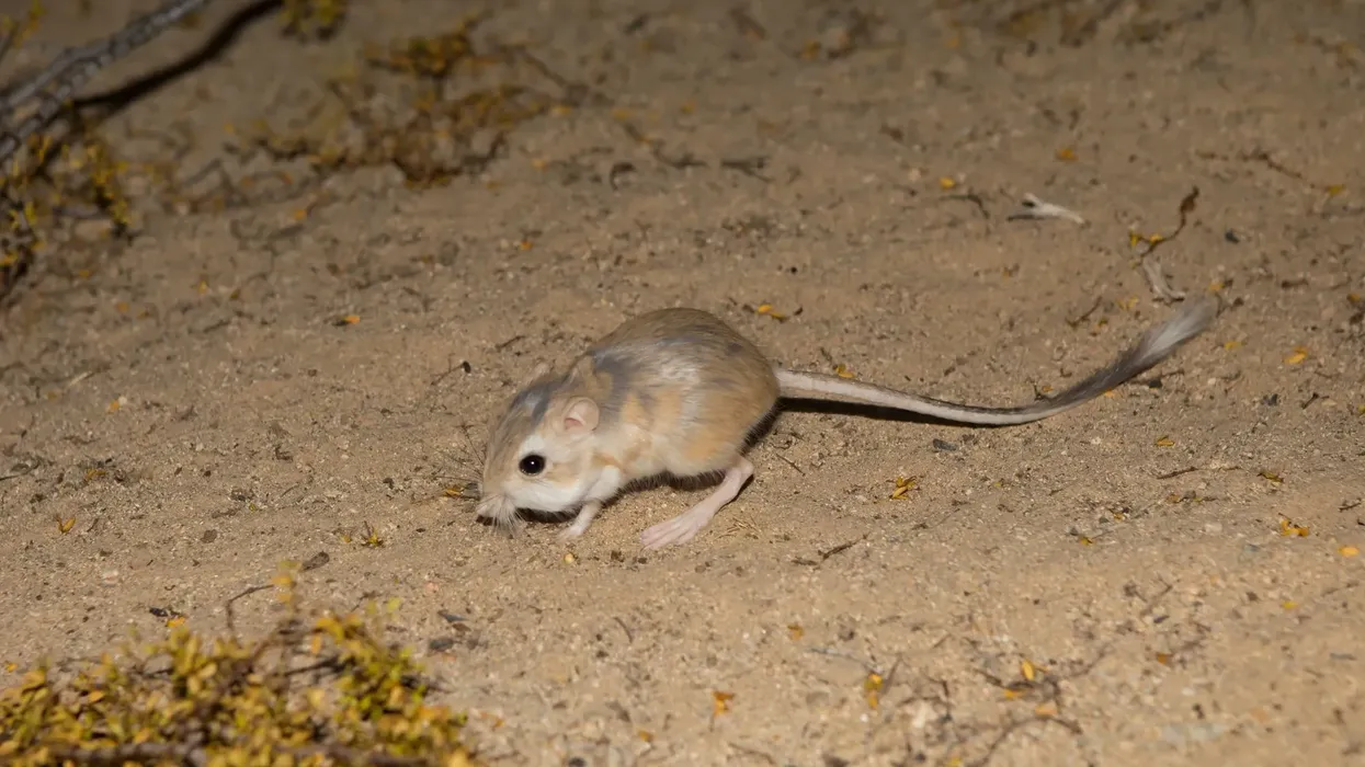 Texas kangaroo rat facts are about the mammals of Texas.