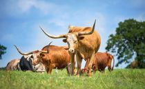 Texas longhorn cattle grazing on spring pasture