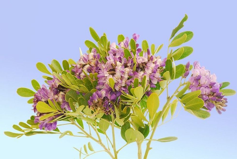 Texas Mountain Laurel (Sophora secundiflora)