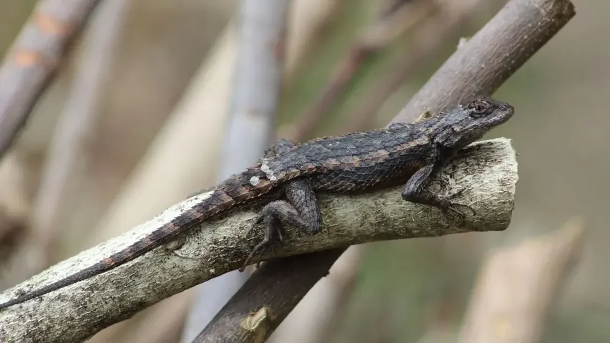 Texas spiny lizard facts tell us about how this species is one of the smallest in the family and is always found on a tree.