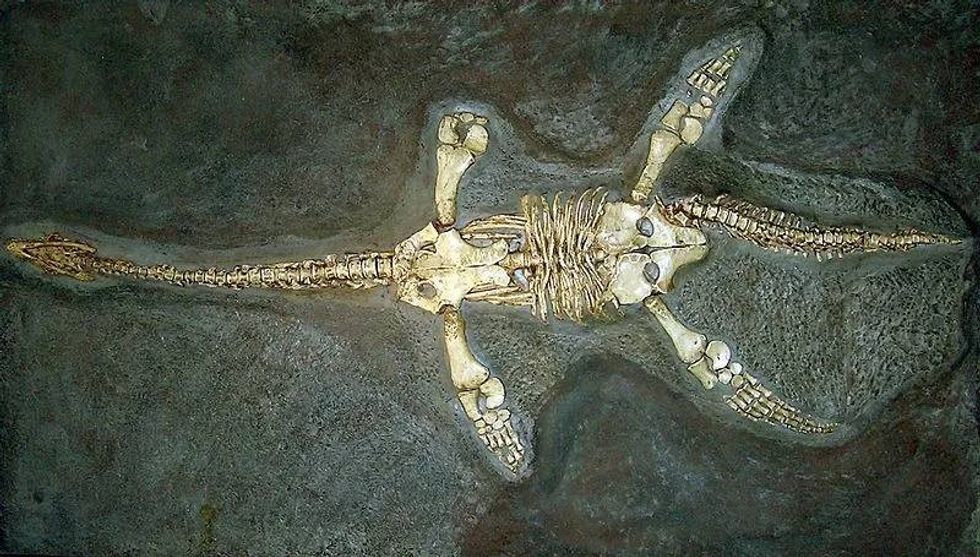 Thalassiodracon was an amazing marine reptile.