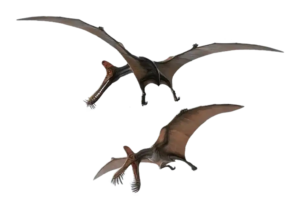 Thalassodromeus facts are jaw-dropping!