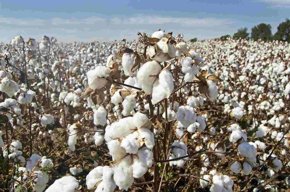 The absorbent cotton is then dried in special driers