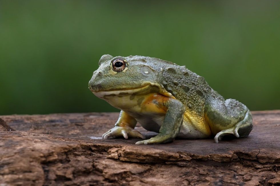 The African Giant Bullfrog.