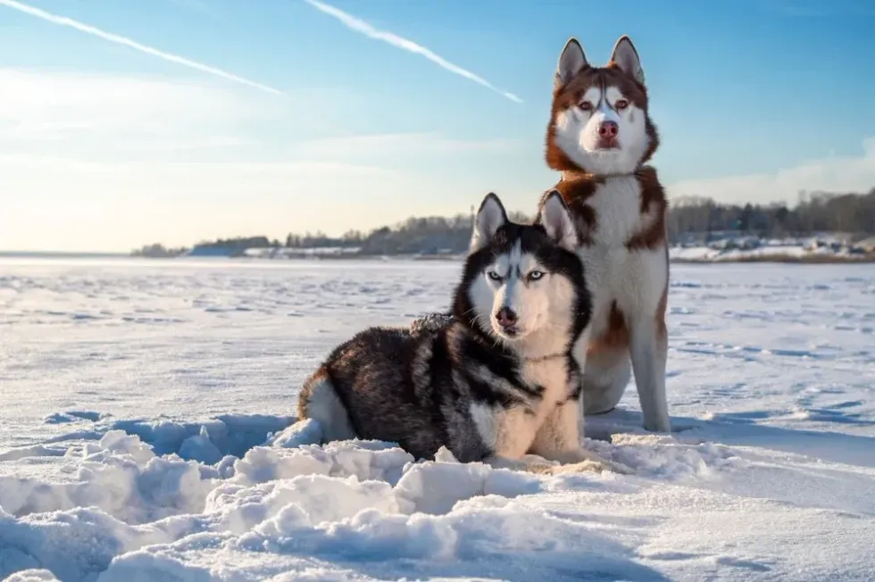 The Alaskan husky vs. Siberian husky are two dog breeds that were developed in two different continents!