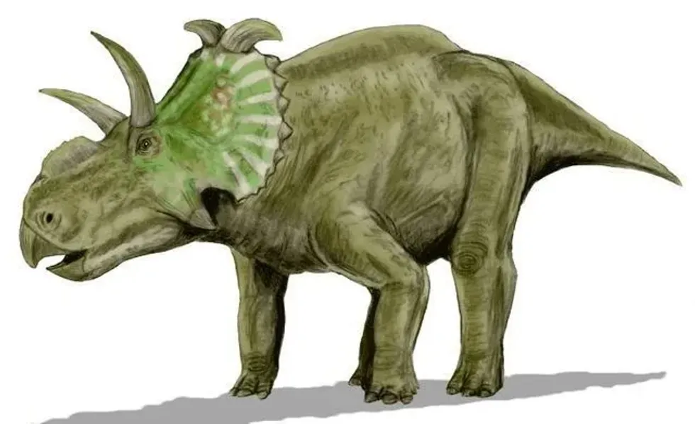 The Albertaceratops frill had two big and curvy hooks that projected outwards and curved to the sides of the face.