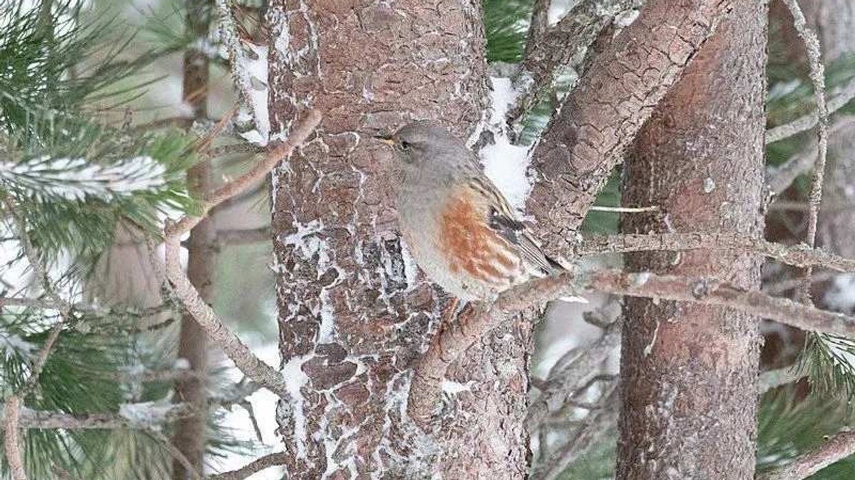 The Alpine Accentor facts give interesting information about this  polygynandrous species