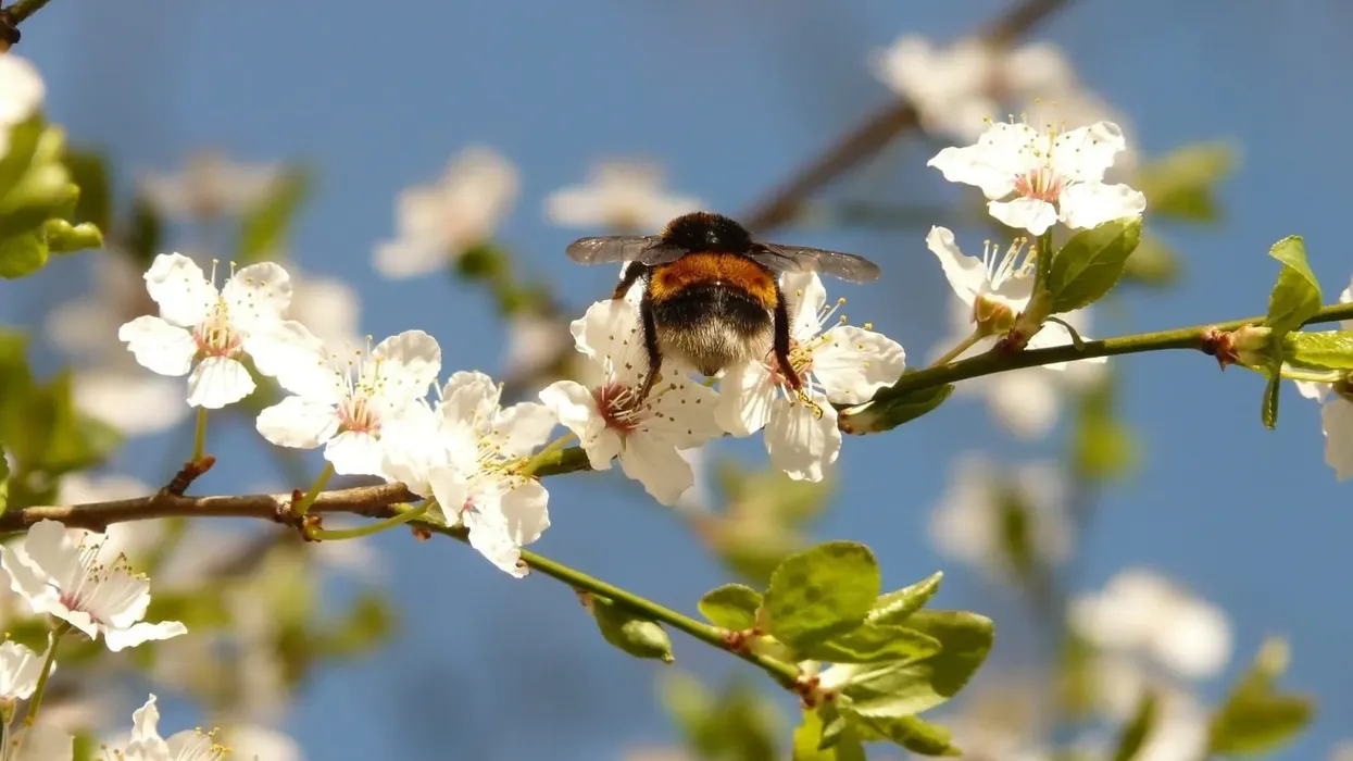 The American Bumblebee facts are an interesting way to find out unique features about these pollinators
