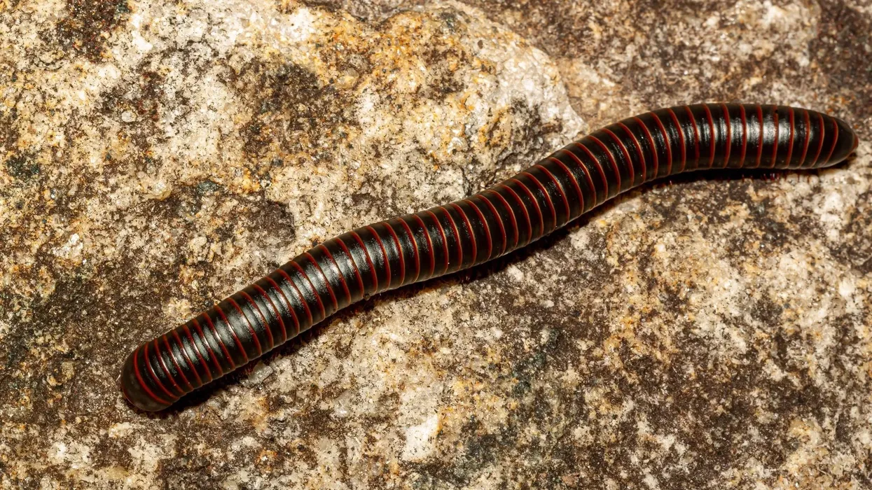 The American Giant Millipede facts will give you all-round information about these arthropods
