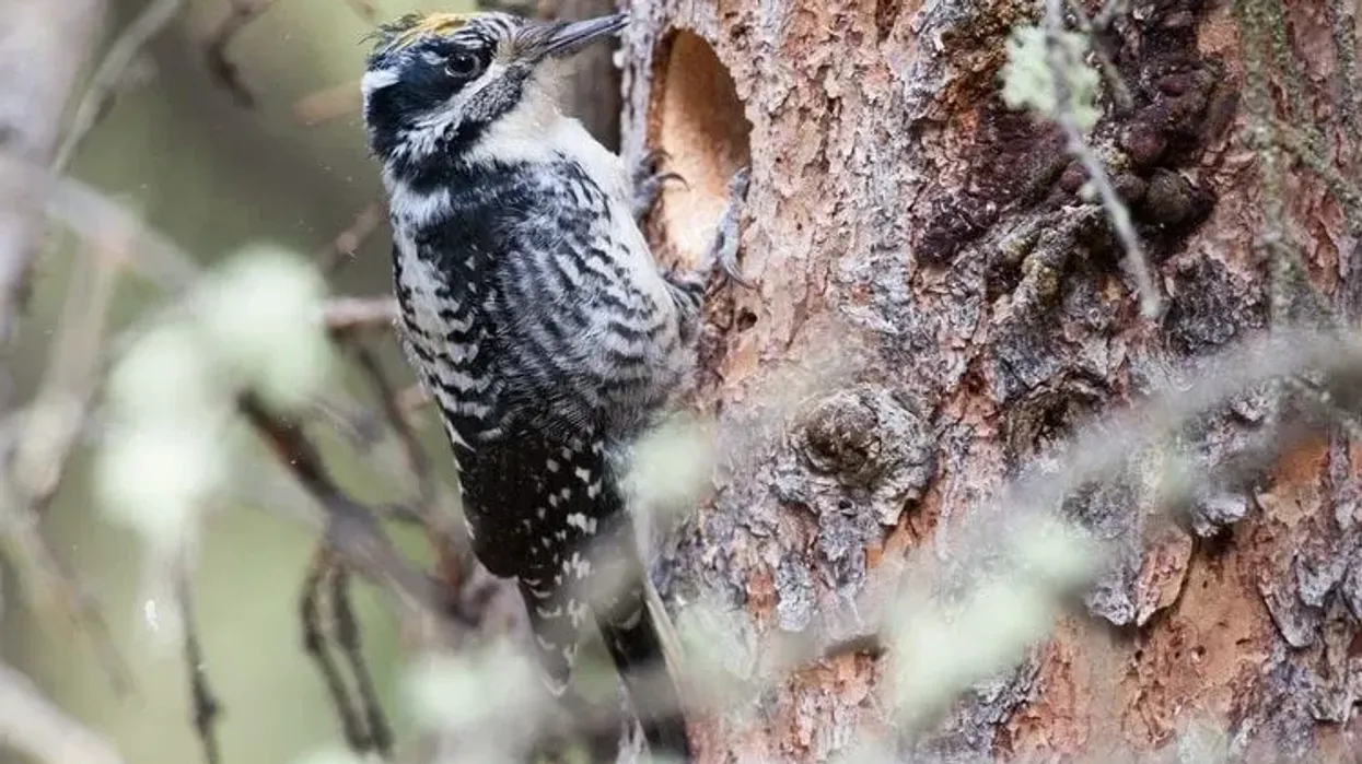 The American Three-toed woodpecker facts include interesting information about these cavity nesters.