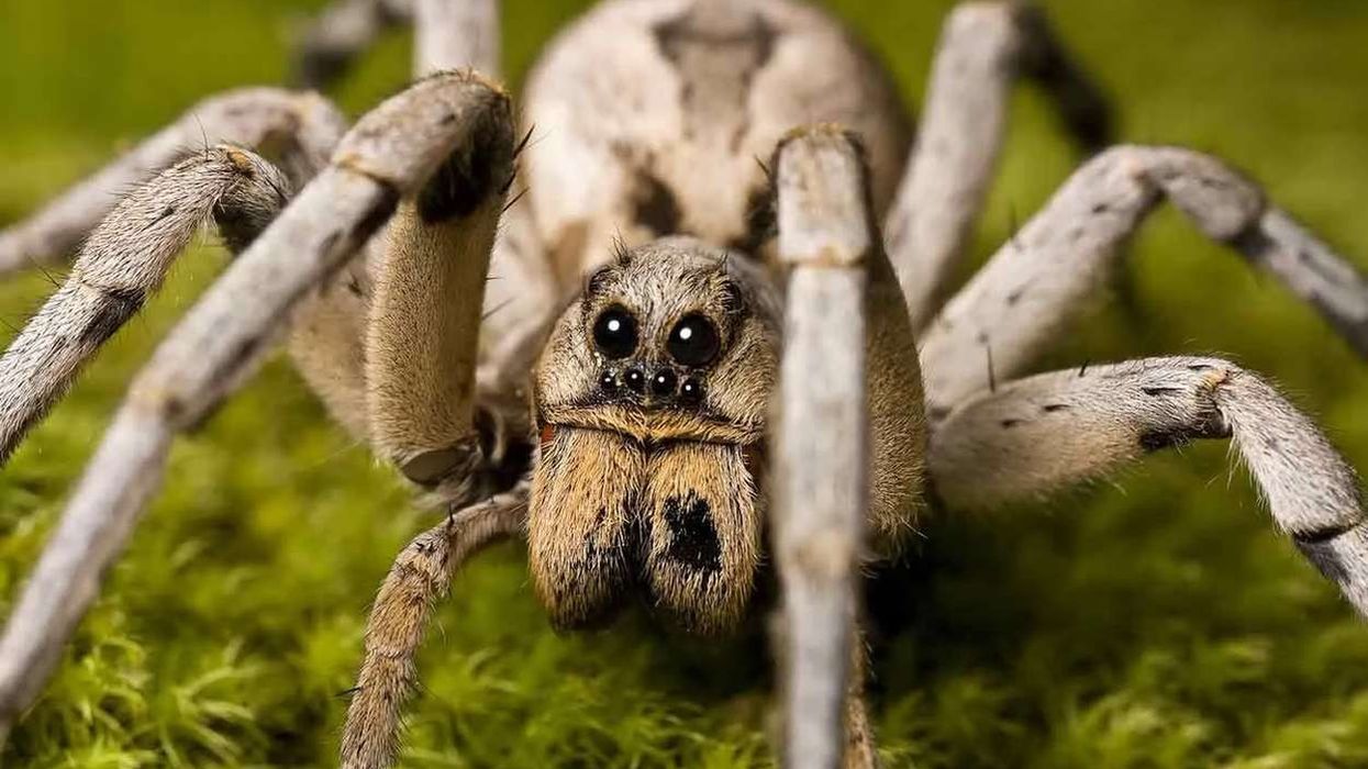 The anatomy of the wolf spider is fascinating.