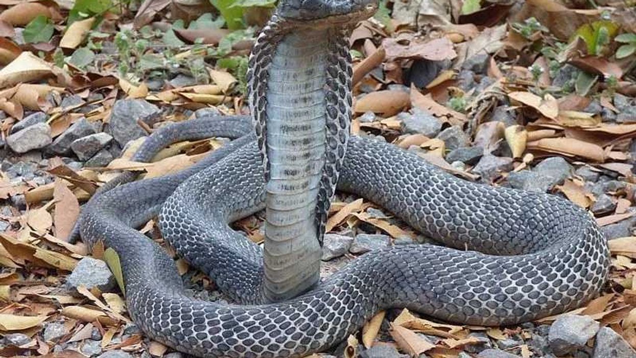 The Andaman cobra facts that you might enjoy.