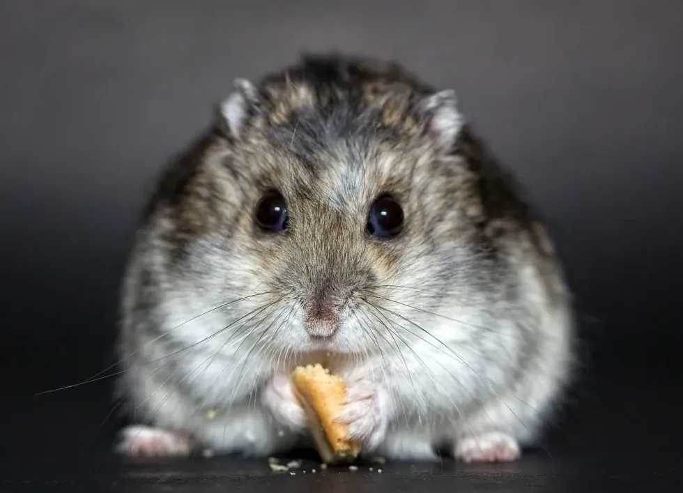 The answer to 'can hamsters eat carrots' will provide you with the necessary information that you need to know.