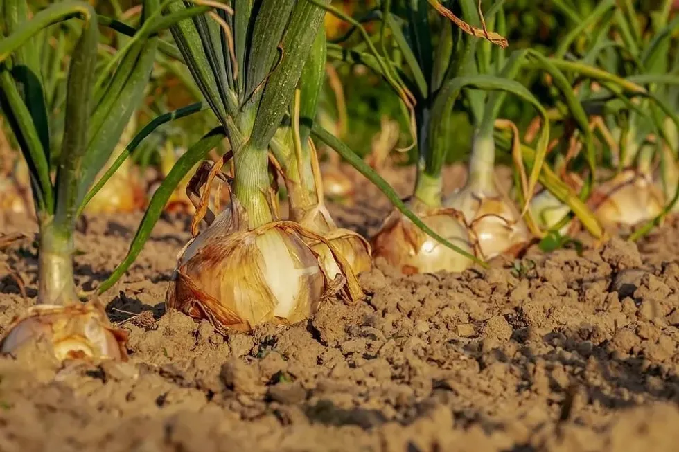 The answer to do onions grow underground may surprise you!