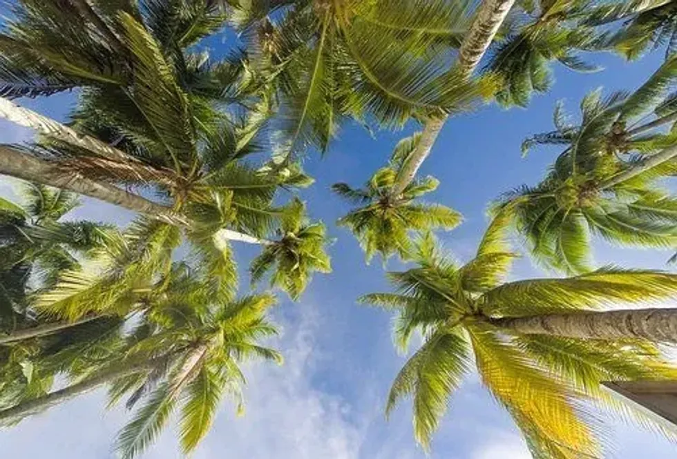 The answer to do palm trees have coconuts is amusing!