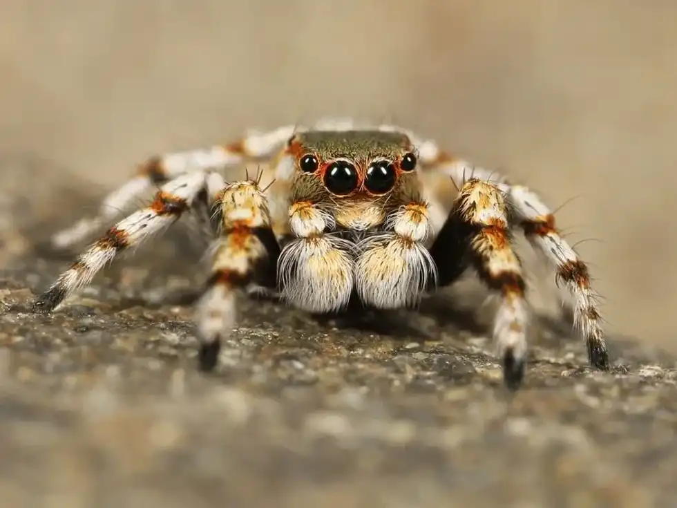 The answer to is a spider an animal is spiders are not animals, they are invertebrae.