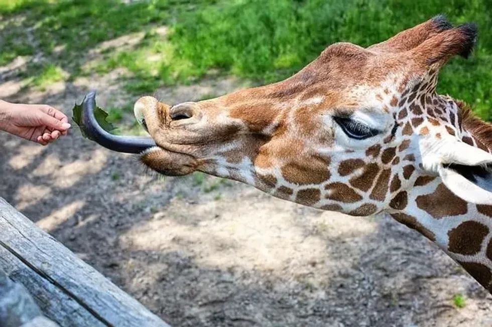 The answer to the question of how long is a giraffe's tongue is approximately 20 in (0.5 m).