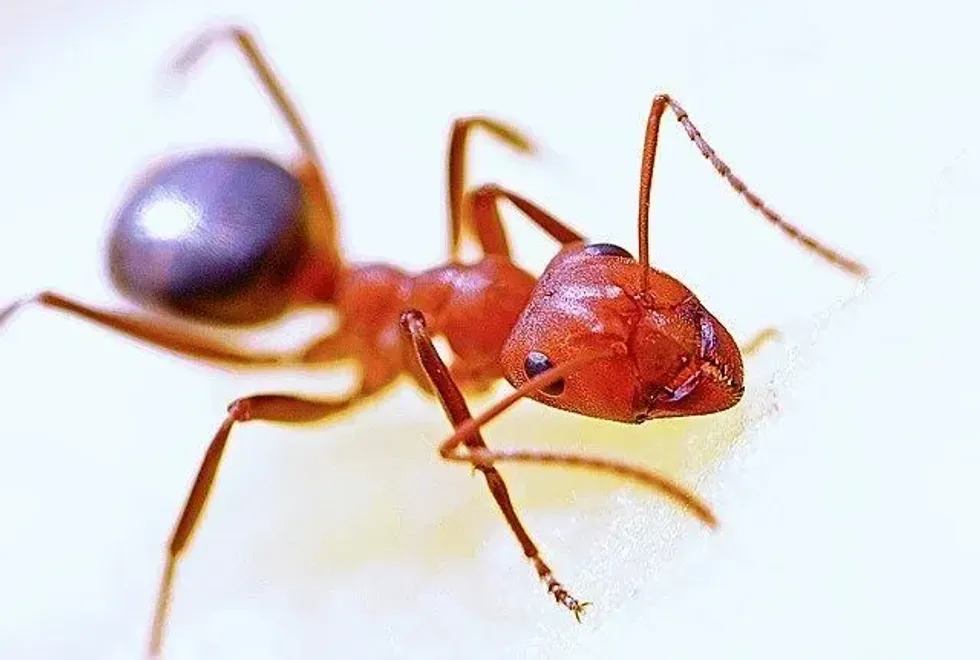 The ant antenna is present on the head and performs the crucial function of receiving and sending messages.