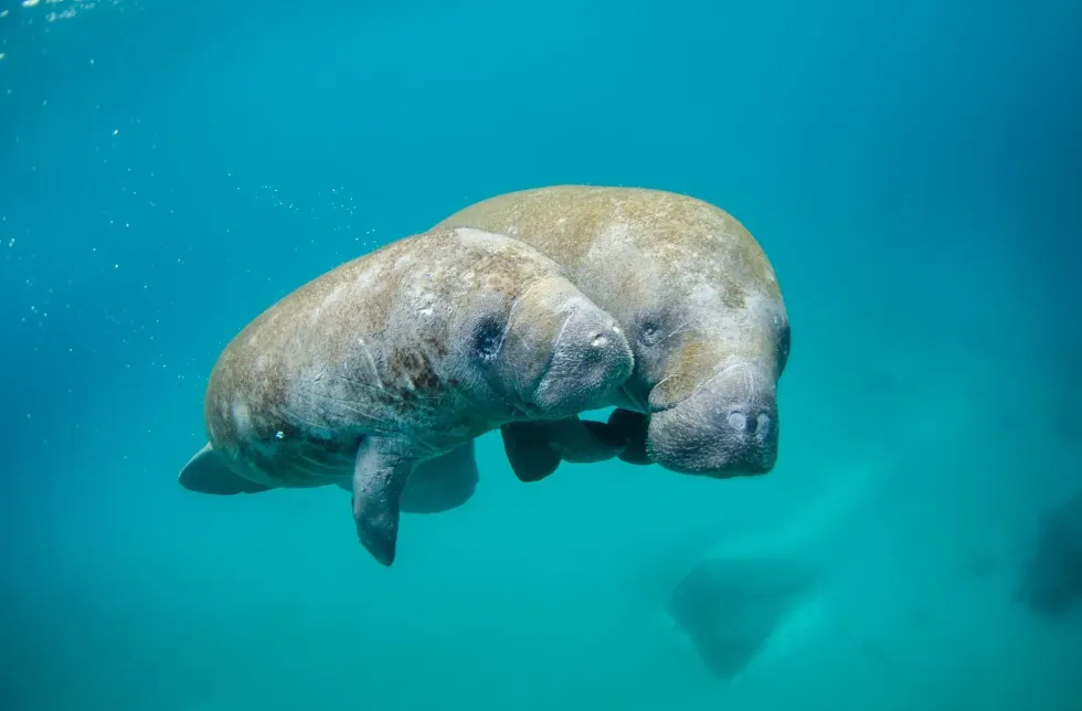 The article 'are manatees aggressive?' will astonish you with interesting facts on these animals.